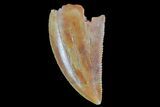 Serrated, Raptor Tooth - Morocco #73296-1